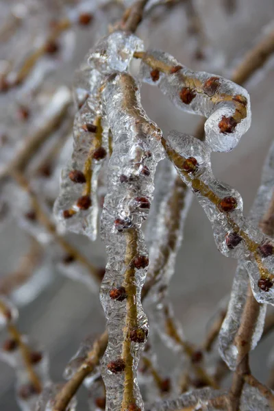 Arbres Branches Couvertes Glace Après Pluie Verglaçante — Photo