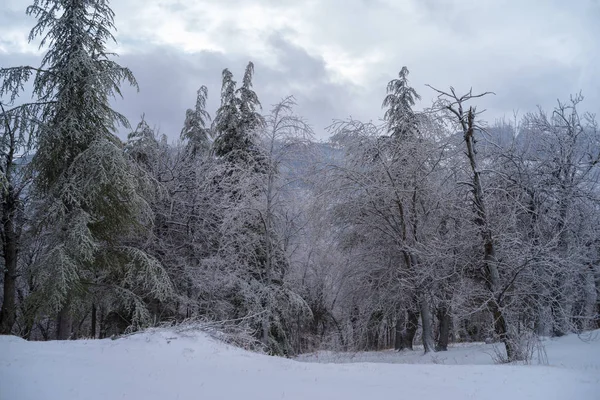 Лес Зимой Морозом Снегом — стоковое фото