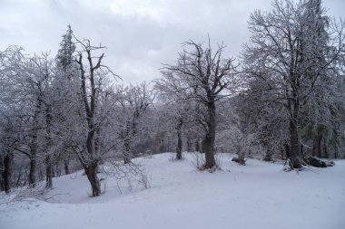 Kış buz ve kar ile ormanda