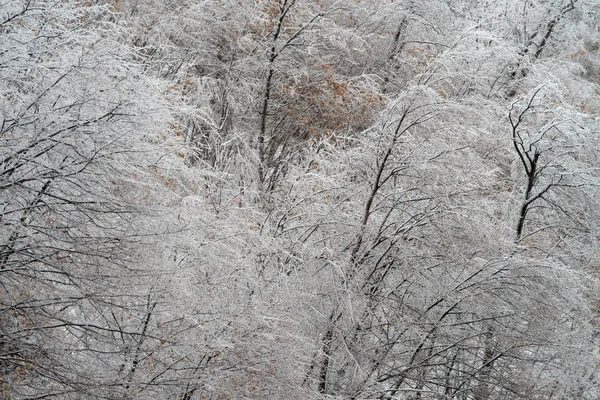 Деревья Покрыты Льдом После Холодного Дождя — стоковое фото