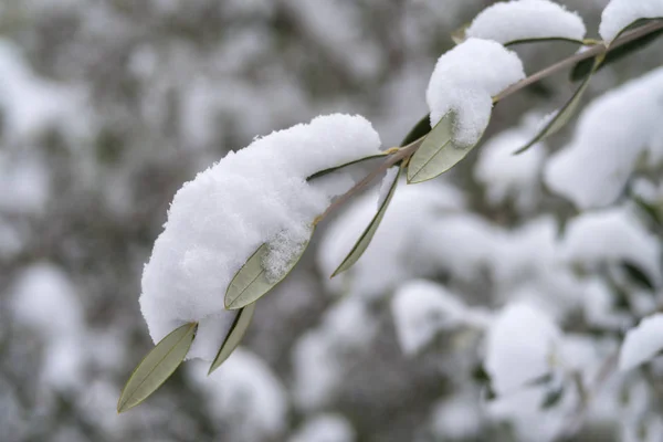 Ramo Azeitona Coberto Neve — Fotografia de Stock