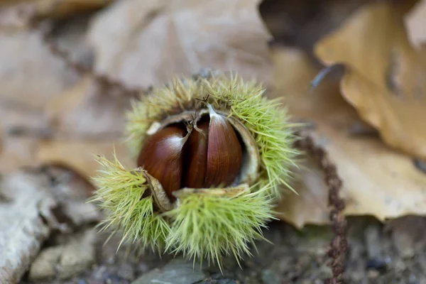 Closeup on sweet chestnut