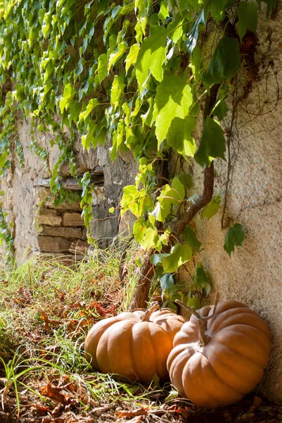 Calabazas cerca de la pared de piedra —  Fotos de Stock