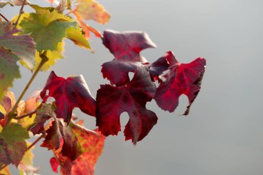 arka plan kırmızı asma sonbahar yaprakları