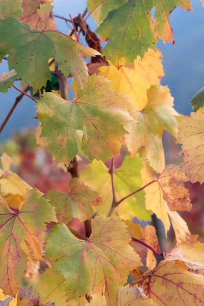 Красная Виноградная Лоза Осенью — стоковое фото