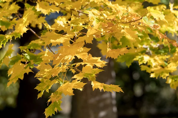 Осенью Листья Клена Золотого Цвета — стоковое фото