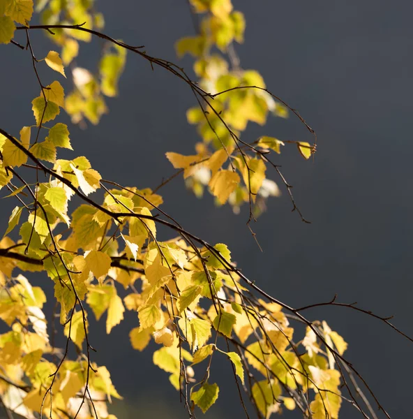 Золотые Цветные Березовые Листья Осенью — стоковое фото