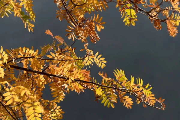Золотистые Листья Ровяники Осенью — стоковое фото