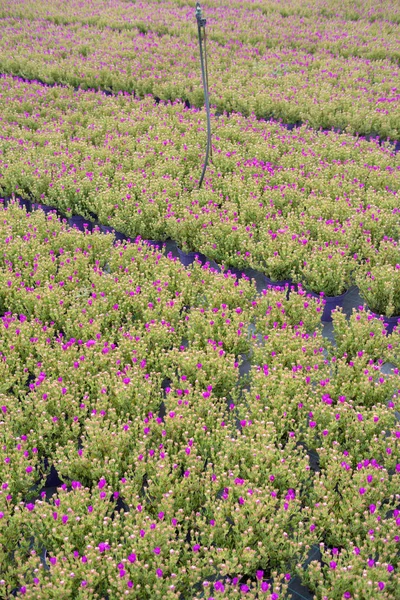 Plantas Comerciales Que Crecen Invernadero —  Fotos de Stock