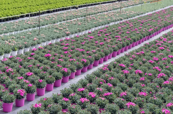 Plantas Comerciales Que Crecen Invernadero — Foto de Stock