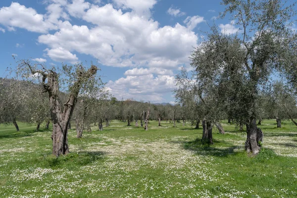 Province Imperia Italy Olive Orchard — Stock Photo, Image