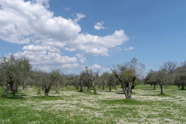 Province Imperia Italy Olive Orchard — Stock Photo, Image