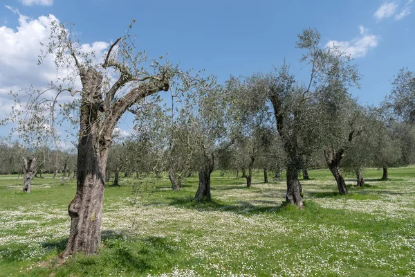 Province Imperia Italy Olive Orchard — Stock Photo, Image