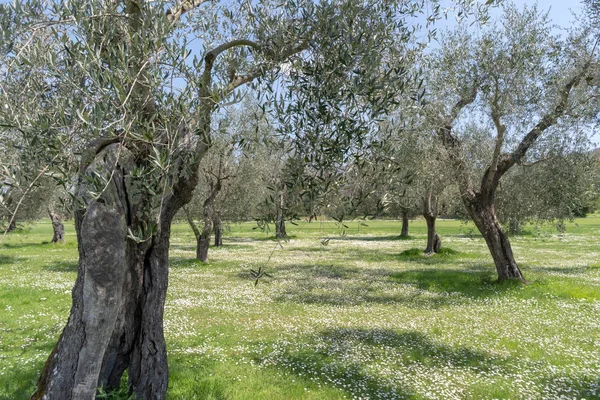 Province of Imperia, Italy. Olive orchard