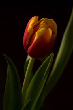 Kırmızı ve Sarı Lale yakın çekim