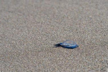 Velella, karaya yakın çekim