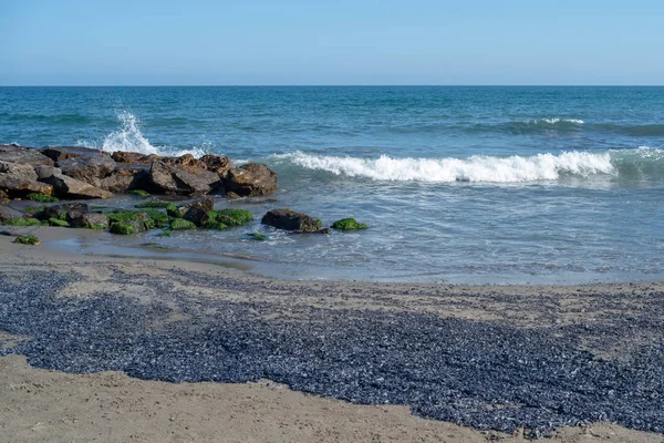 Velella Velella Kolonin Spridda Över Strand — Stockfoto