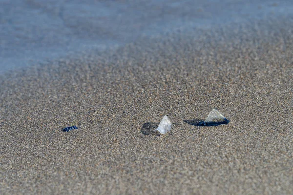 Velella Velella 散落在海滩上 — 图库照片