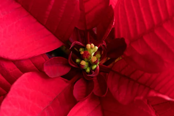 Flor Vermelha Poinsettia Euphorbia Pulcherrima Close — Fotografia de Stock