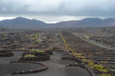 La Geria, Lanzarote Adası, kanarya, İspanya, üzüm bağları karanlık lav toprak