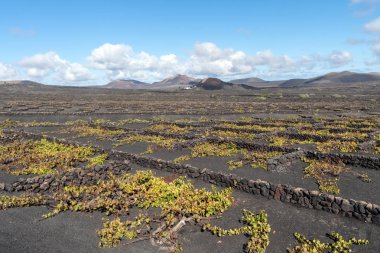 La Geria, Lanzarote Adası, kanarya, İspanya, üzüm bağları karanlık lav toprak