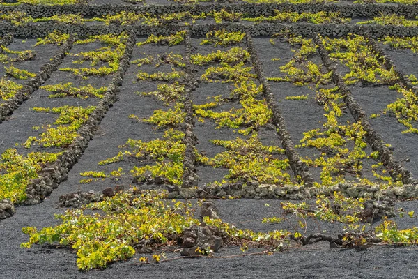 Geria Lanzarote Insel Kanarienvogel Spanien Weinberge Dunklem Lavaboden — Stockfoto