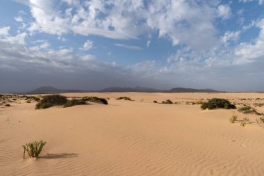 Kum tepeleri, Corralejo Tabiat Parkı, Fuerteventura, Kanarya Adaları, İspanya