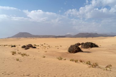 Kum tepeleri, Corralejo Tabiat Parkı, Fuerteventura, Kanarya Adaları, İspanya