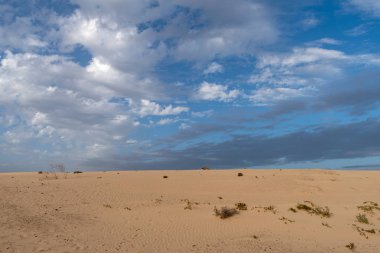 Kum tepeleri, Corralejo Tabiat Parkı, Fuerteventura, Kanarya Adaları, İspanya