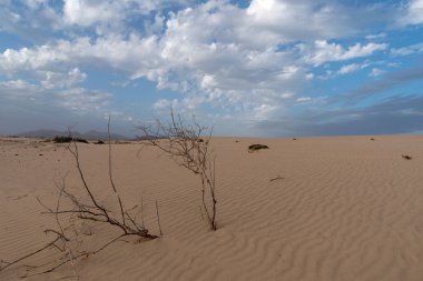 Kum tepeleri, Corralejo Tabiat Parkı, Fuerteventura, Kanarya Adaları, İspanya