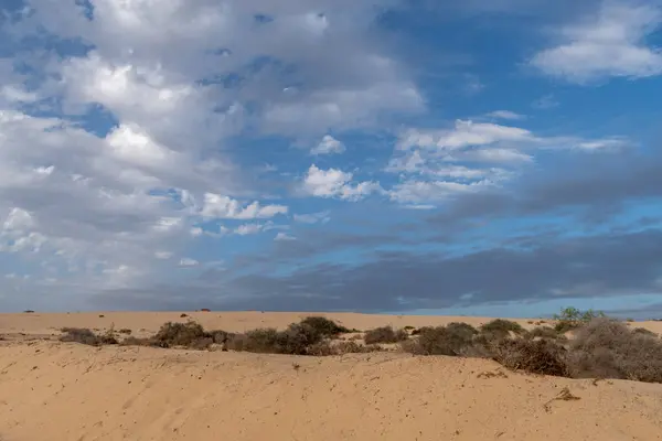 Kum tepeleri, Corralejo Tabiat Parkı, Fuerteventura, Kanarya Adaları, İspanya