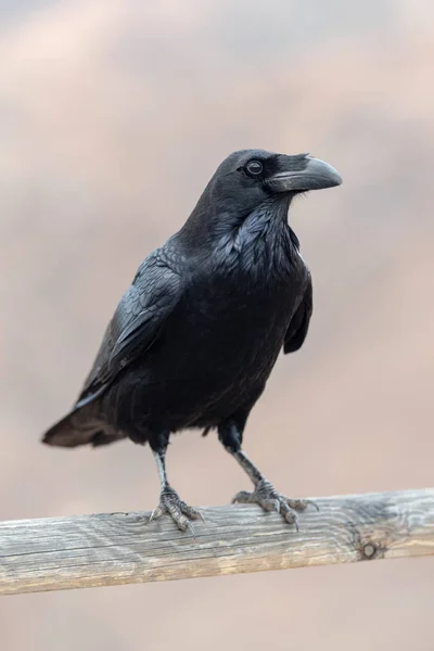 Canary Raven Corvus Tingitanus Канарские Острова Фуэртевентура — стоковое фото