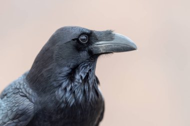 Kanarya karga (Corvus tingitanus), Kanarya Adaları, Fuerteventura