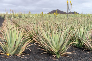 Aloe vera bitki çiftlikte Fuerteventura, Kanarya Adaları, İspanya 
