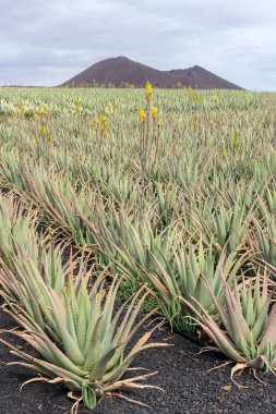 Aloe vera bitki çiftlikte Fuerteventura, Kanarya Adaları, İspanya 
