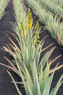 Aloe vera bitki çiftlikte Fuerteventura, Kanarya Adaları, İspanya 