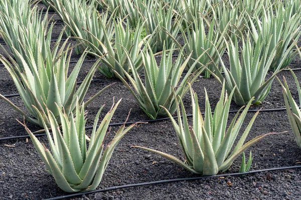 Aloe Vera Φυτών Στο Αγρόκτημα Φουερτεβεντούρα Κανάριοι Νήσοι Ισπανία — Φωτογραφία Αρχείου