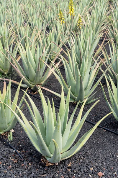 Aloe Vera Φυτών Στο Αγρόκτημα Φουερτεβεντούρα Κανάριοι Νήσοι Ισπανία — Φωτογραφία Αρχείου