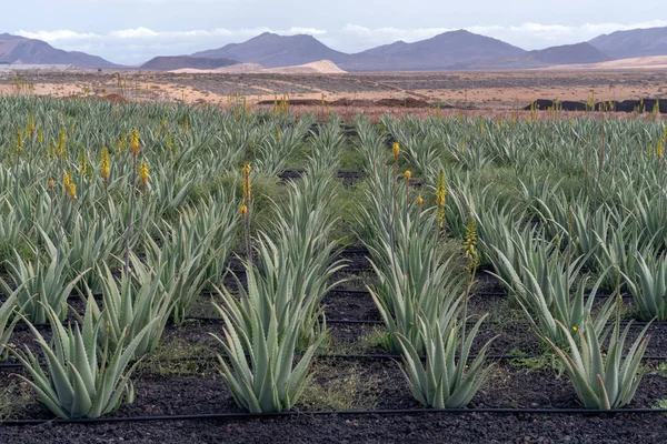 Rostliny Aloe Vera Farmě Fuerteventura Kanárské Ostrovy Španělsko — Stock fotografie