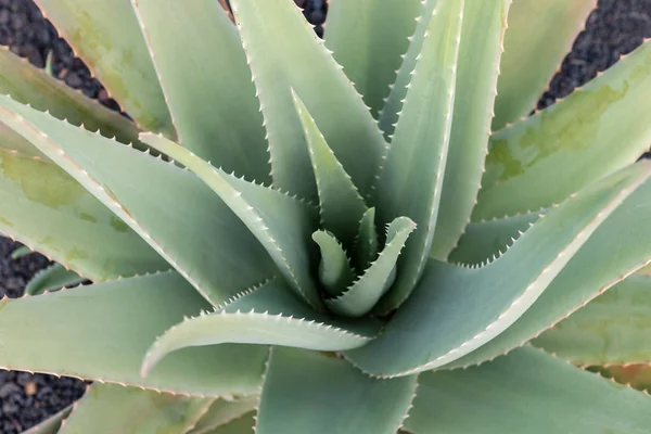 Aloe Vera Planta Fazenda Vista Perto Fuerteventura Ilhas Canárias Espanha — Fotografia de Stock