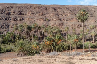 Kanarya hurma ağacı Barranco de la Madre de Agua, Fuerteventura, Kanarya Adaları, İspanya
