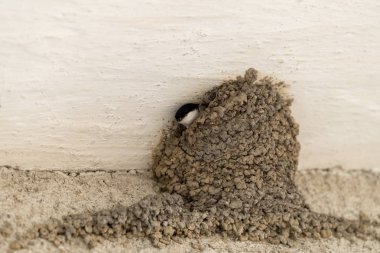 Kırlangıcı Nest, Ukrayna