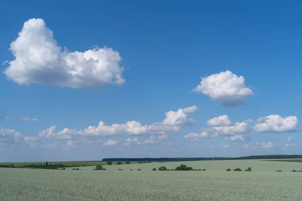 Podolia Region Ukraine Spring Landscape Green Wheat Field Blue Sky — Stock Photo, Image