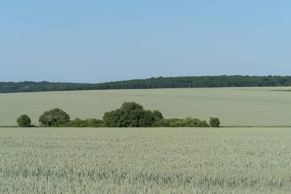 Podillien Regionen Ukraina Våren Landskap Grön Vetefält Och Blå Himmel — Stockfoto