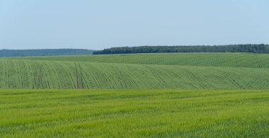 Ukrayna, bahar manzara Podolya bölgesi. Yeşil buğday alanı
