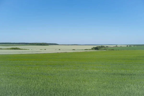 Από Περιοχή Της Ουκρανίας Ανοιξιάτικο Τοπίο Πεδίο Καταπράσινη Σιτάρι — Φωτογραφία Αρχείου