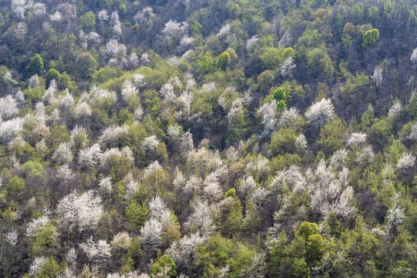 Collines Végétation Dense Forêts — Photo