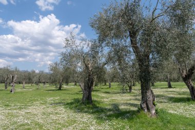 İl, Imperia, İtalya. Zeytin Bahçesi