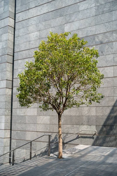Tree in the front of the modern building — Stock Photo, Image