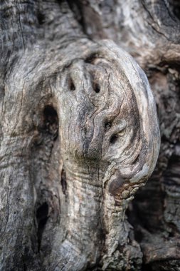 zeytin ağacı kabuğu